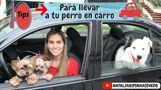 10 Tips sobre Como llevar a tu perro en carro-Tips by Natalia Ospina