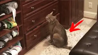 Домохозяйка приютила странную кошку, а наутро узнала горькую правду о питомце!
