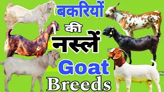 बकरी की 10 प्रमुख नस्लें 👍Top 10 Goat Breeds for Commercial Farming #goat #breeds #top #farm #viral