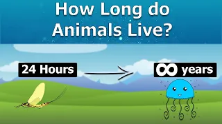 Animals Lifespan | How long do animals live? and their Unknown Facts