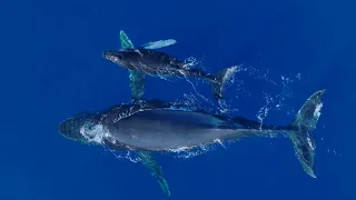 Gone Whale Watching in Maui 2022