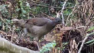 Lyrebird in the Nerringillah Valley #2