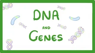 GCSE Biology - DNA Part 1 - Genes and the Genome  #63