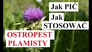 OSTROPEST PLAMISTY - jak STOSOWAĆ ostropest, jak PIĆ ostropest