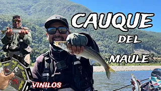 Cauques del Maule vol.2 pesca de pejerrey chileno modalidad spinning con vinilos