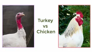 Chicken vs Turkey #birds