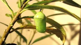 Monarch Butterfly Pupation Time Lapse