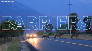 BARRIERS | Animals are struggling to migrate, but people can help