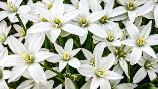 Unpretentious perennial flower - a starry scattering of white inflorescences