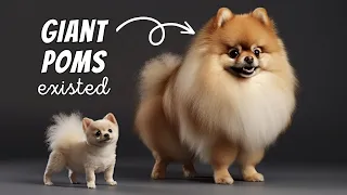 Pomeranian Facts: 10 Amazing Facts You Should Know