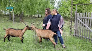 Біодинамічна козина ферма працює на Коломийщині. Тут виготовляють 30 видів сиру