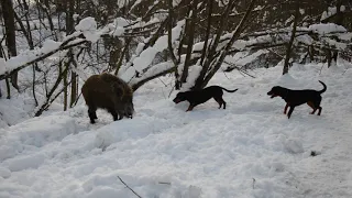 Slovenský kopov - div. Anita od Kalinovského potoka a Bera spod Vaškovho vrchu