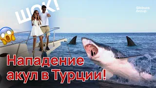 Нападение акул в Турции! Что делать при встрече с хищником. Если вы боитесь море - не смотрите видео