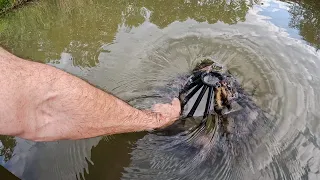 Unclogging a pond drain.  Big Vortex.