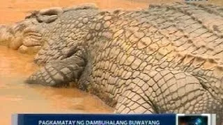 Saksi: PETA: Pagkakakulong ni Lolong, naging sanhi ng pagkamatay ng higanteng buwaya