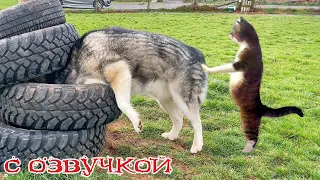Funny Animal Videos 2023 - Funniest Dogs and Cats Videos #152