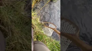 Mountain Whitefish Under A THICK BWO Hatch!! Metolius Grayling 😉