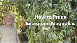 How to Prune Evergreen Magnolias - Part 1