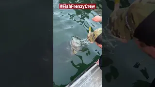 The giant grouper almost took my arm with it. 😂 #fishfrenzycrew #florida #goliathgrouper #bigfish