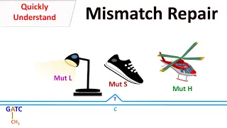 DNA Mismatch repair