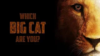 Which BIG CAT Are You?