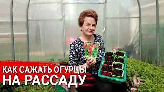 Как сажать огурцы на рассаду