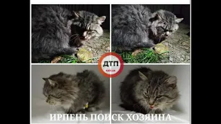 Видео из клиники   Собрали кота после #ДТП заново: очень просим погасить долг, почти 6000 грн.  Барс