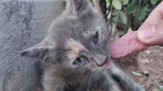 Abandoned hungry gray baby kitten eats sausage from my hand and drinks milk