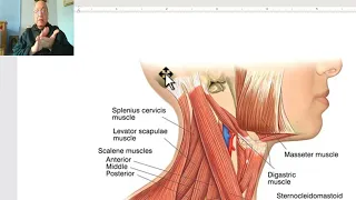 Anatomy of head and neck module in Arabic 76 (Internal jugular vein) , by Dr. Wahdan