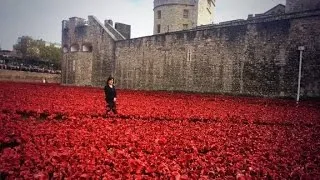 Sea of poppies commemorate WWI dead