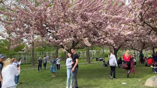 NYC BEST Cherry Blossoms : Brooklyn Botanic Garden in April 2023 (w/ Taiko Drumming Performance)