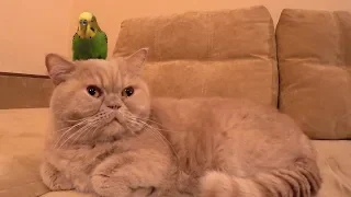 Cute cat and funny parrot. Funny animals.