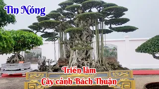 Tin nóng ! Công tác chuẩn bị nhận cây tại triển lãm Bách Thuận