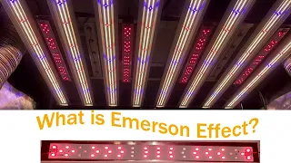 What is Emerson Effect?