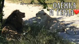 💞Лев АЛИ (Олежка) и красотка ГЕРДА. Тайган. Life of lions.Taigan.