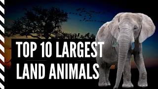 TOP 10 LARGEST Land Animals!