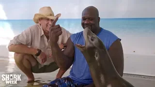 "Shaquille O'Seal" Meets a Sea Lion | Shaq Does Shark Week