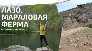 ОТПУСК В ПРИМОРЬЕ. ЛАЗО. МАРАЛОВАЯ ФЕРМА