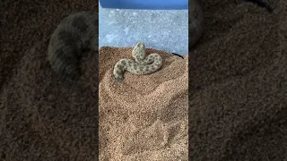 Sahara Sand Viper Burrowing in Sand! (ORIGINAL)