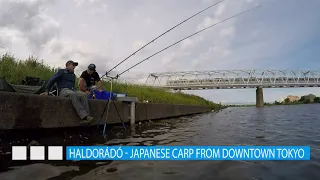 Haldorádó – Japanese carp from downtown Tokyo