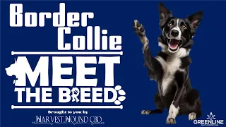 Meet the Breed Ep.8 Border Collie