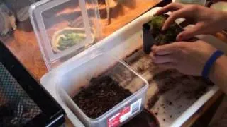 How to Grow Sphagnum Moss "Before and After!" Part 1 of 3