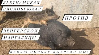 Венгерская мангалица . Наши свиньи. Ждём опоросов.