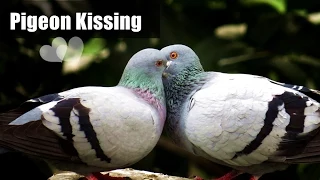 Pigeon Kissing - Best Video Ever