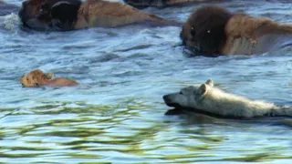 Determined Wolf Catches Young Calf | BBC Earth