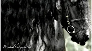 Diamonds | Friesian Horse Music Video