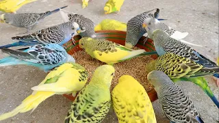 Budgies Hilarious Reactions & Doing Blast Activities | Parakeets Are Getting Perfect Diet Treat