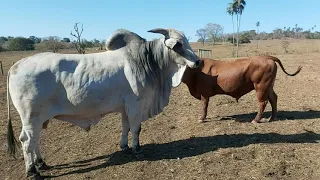 BOI NELORE GIGANTE BRIGANDO COM SENEPOL.