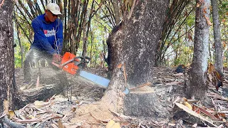 Fast and furious !! Cut down 2 trembesi trees, Husqvarna 395xp chainsaw.