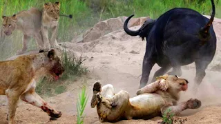 Lions vs Buffaloes: Epic Battle of Apex Predators Caught on Camera #shorts